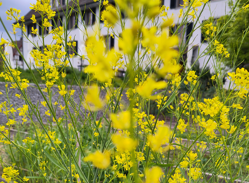 Erlebbare Klosterkultur
